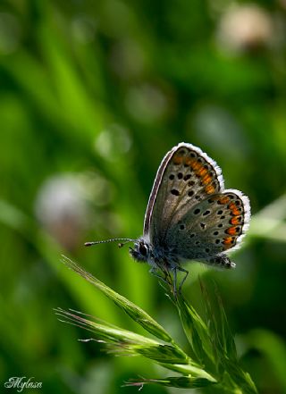 okgzl Esmer (Aricia agestis)