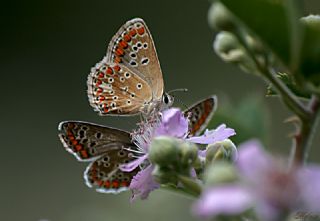 okgzl Esmer (Aricia agestis)