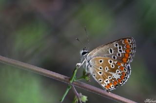 okgzl Esmer (Aricia agestis)