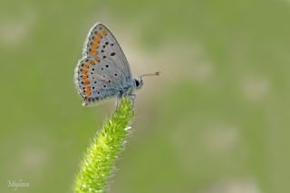 okgzl Esmer (Aricia agestis)