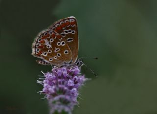 okgzl Esmer (Aricia agestis)