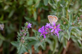 okgzl Esmer (Aricia agestis)