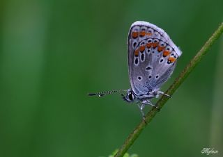 okgzl Esmer (Aricia agestis)