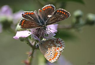 okgzl Esmer (Aricia agestis)