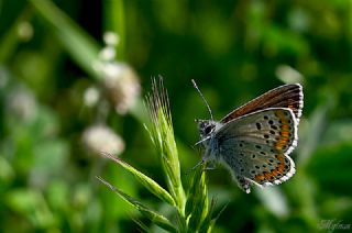 okgzl Esmer (Aricia agestis)