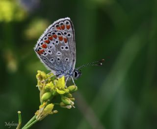 okgzl Esmer (Aricia agestis)