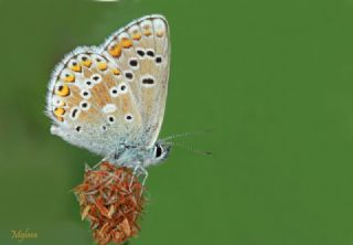 okgzl Orman Esmeri (Aricia artaxerxes)