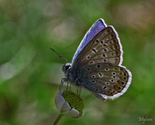 okgzl Mavi (Polyommatus icarus)