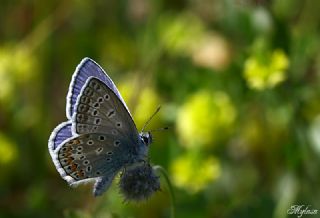 okgzl Mavi (Polyommatus icarus)