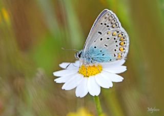 okgzl Mavi (Polyommatus icarus)