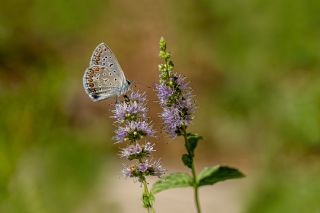 okgzl Mavi (Polyommatus icarus)