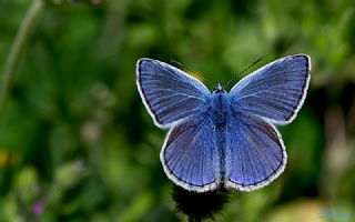 okgzl Mavi (Polyommatus icarus)