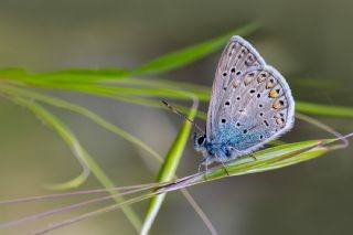 �okg�zl� Mavi&nbsp;(Polyommatus&nbsp;icarus)