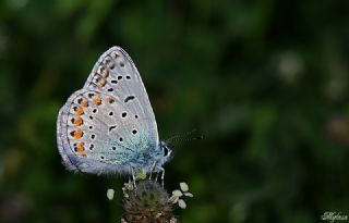 okgzl Mavi (Polyommatus icarus)