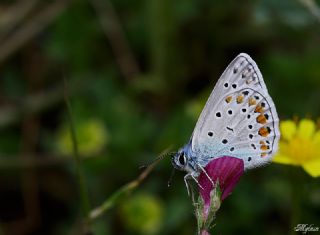 okgzl Mavi (Polyommatus icarus)