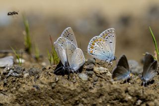 okgzl Mavi (Polyommatus icarus)