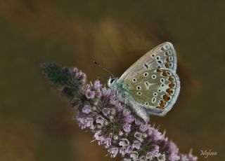 okgzl Mavi (Polyommatus icarus)