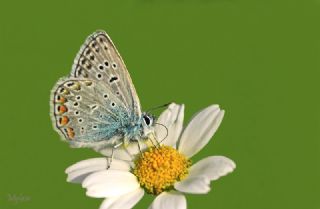 �okg�zl� Mavi&nbsp;(Polyommatus&nbsp;icarus)