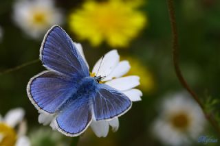 okgzl Mavi (Polyommatus icarus)