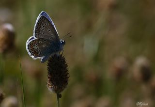 okgzl Mavi (Polyommatus icarus)