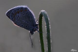 okgzl Mavi (Polyommatus icarus)