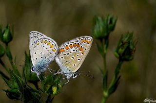 okgzl Mavi (Polyommatus icarus)