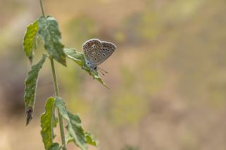 okgzl Mavi (Polyommatus icarus)