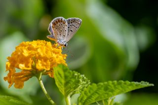 �okg�zl� Mavi&nbsp;(Polyommatus&nbsp;icarus)