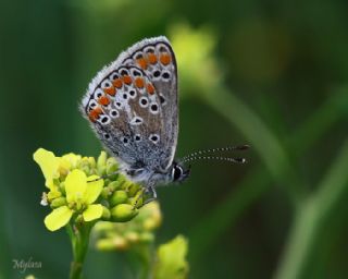 okgzl Mavi (Polyommatus icarus)