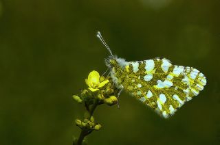 Da Oykls (Euchloe ausonia)