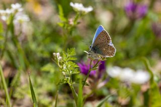 �okg�zl� G�k Mavisi&nbsp;(Polyommatus&nbsp;bellargus)