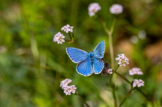 �okg�zl� G�k Mavisi&nbsp;(Polyommatus&nbsp;bellargus)