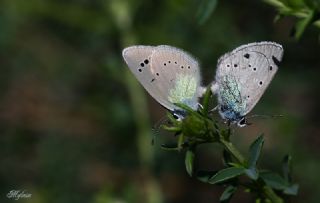 Karagz Mavisi (Glaucopsyche alexis)