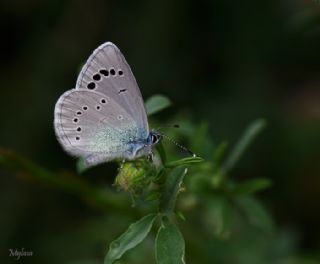 Karagz Mavisi (Glaucopsyche alexis)