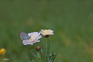 Karag�z Mavisi&nbsp;(Glaucopsyche&nbsp;alexis)