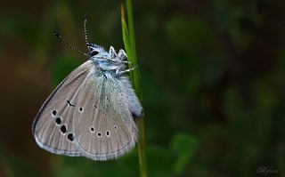 Karagz Mavisi (Glaucopsyche alexis)