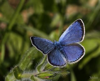 Karagz Mavisi (Glaucopsyche alexis)