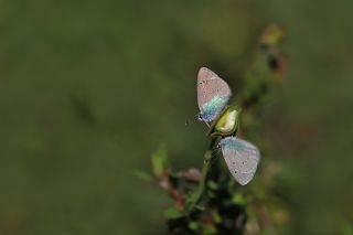 Karagz Mavisi (Glaucopsyche alexis)