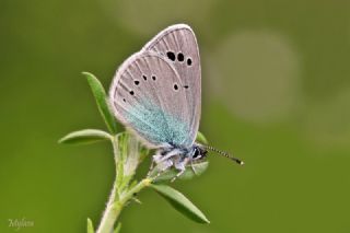 Karagz Mavisi (Glaucopsyche alexis)
