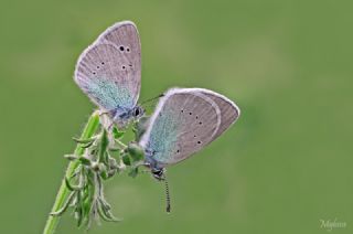 Karagz Mavisi (Glaucopsyche alexis)