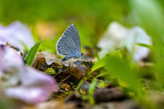 Kutsal Mavi&nbsp;(Celastrina&nbsp;argiolus)