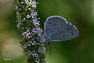 Kutsal Mavi (Celastrina argiolus)