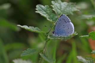 Kutsal Mavi (Celastrina argiolus)