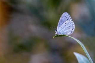 Kutsal Mavi (Celastrina argiolus)