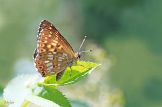 ncili Kelebek (Hamearis lucina)