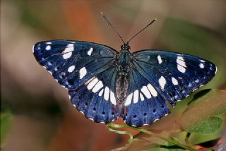 Akdeniz Hanmeli Kelebei (Limenitis reducta)