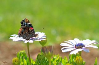 Atalanta (Vanessa atalanta)