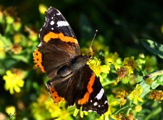 Atalanta (Vanessa atalanta)