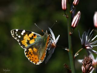 Diken Kelebei (Vanessa cardui)