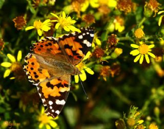 Diken Kelebei (Vanessa cardui)